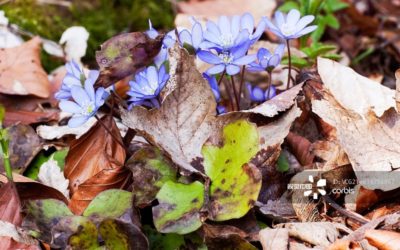 Is natural food coloring good for you?