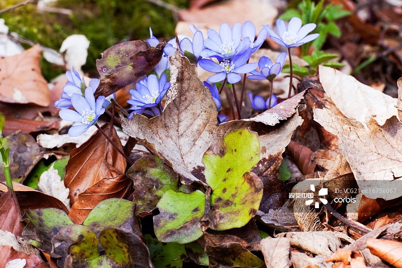 Is natural food coloring good for you?