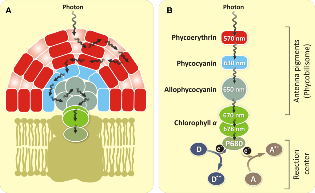 phycocyanin in spirulina