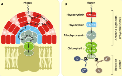 How much phycocyanin content in spirulina