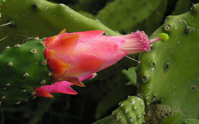 HOW TO USE COCHINEAL TO MAKE LIPSTICK？