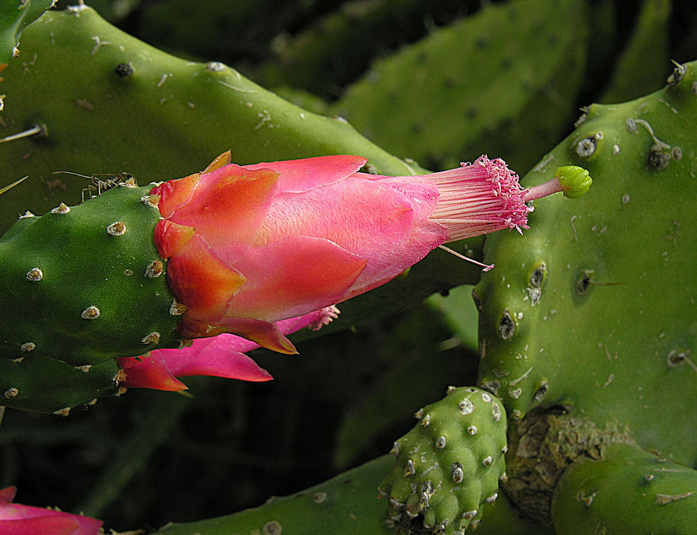 how-to-use-cochineal-to-make-lipstick-santacolor